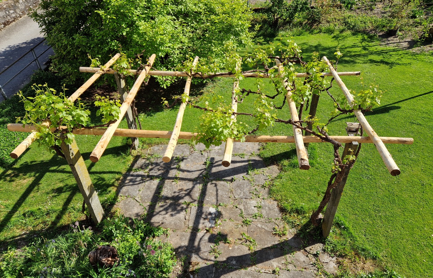 Pergola rénovée en bois de châtaignier avec vigne en cours de pousse, par Veuthey Payasage SA.
